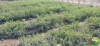 evaluation plants en pã©piniã¨re 7